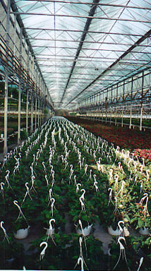 Commercial Growing With Perlite and Vermiculite