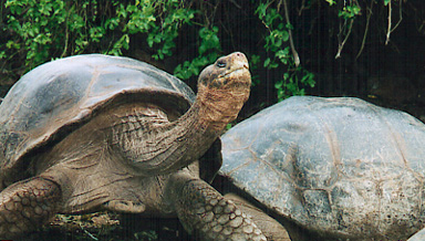 Galapagos Turtle