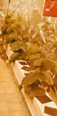 The McMurdo Hydroponic Greenhouse