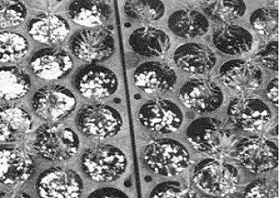 Spruce Plugplant Tray