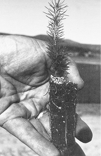 Spruce Plug