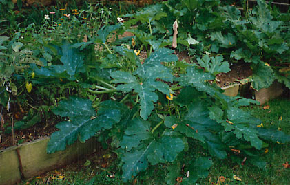 A Vegatable Garden with Perlite